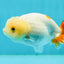 🐣 New Baby Lemonhead Lipstick Lionchu Female 3.5 inches #0223LC_09