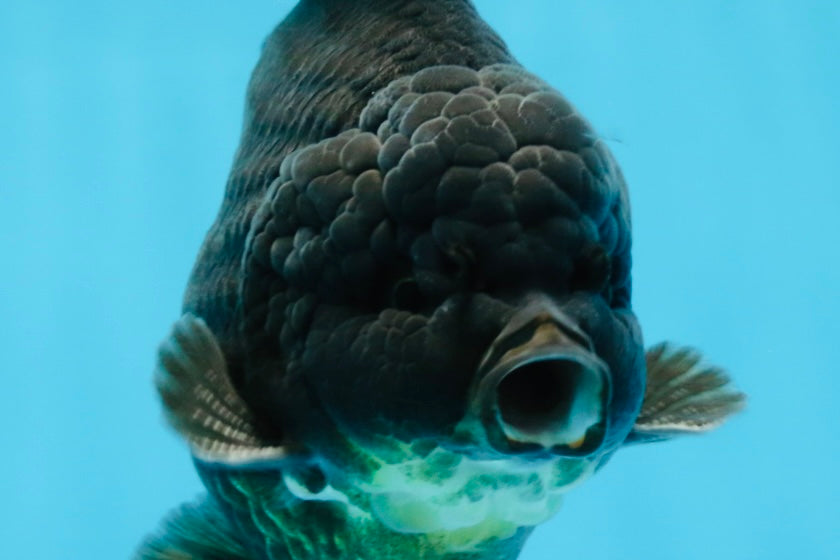 AAA Grade Godzilla Black Yuanbao Male 5-5.5 inches #103125YB_03