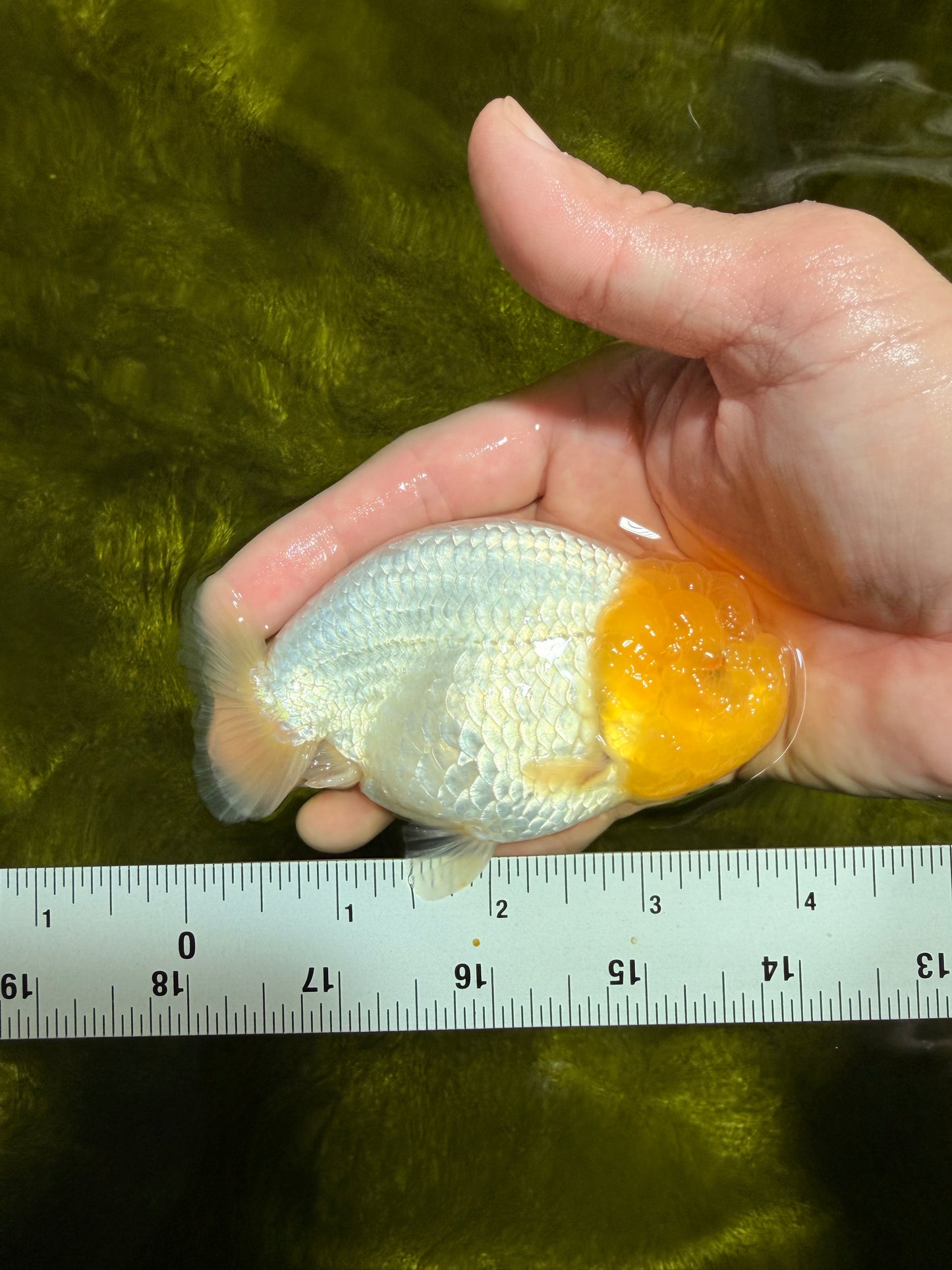 SUPER CUTE AAA Grade White LionKing 4 inches #022026LC_18