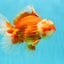 [FREE SHIPPING] Handcrafted Red White Oranda Goldfish Painting – One-of-a-Kind Artwork from Jimmy’s Collection