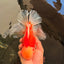 FLUFFY TAIL AAA Grade Super Red White Oranda Male 7.5-8 inches #061926OR_02