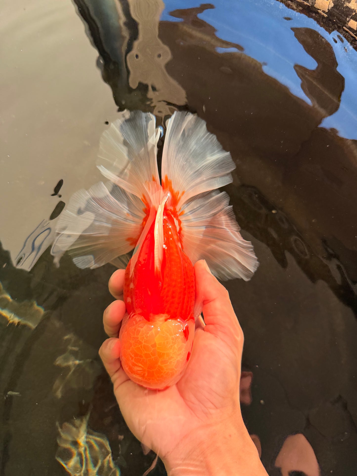 FLUFFY TAIL AAA Grade Super Red White Oranda Male 7.5-8 inches #061926OR_02
