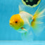 Lemonhead Oranda Male 5 inches #090525OR_17