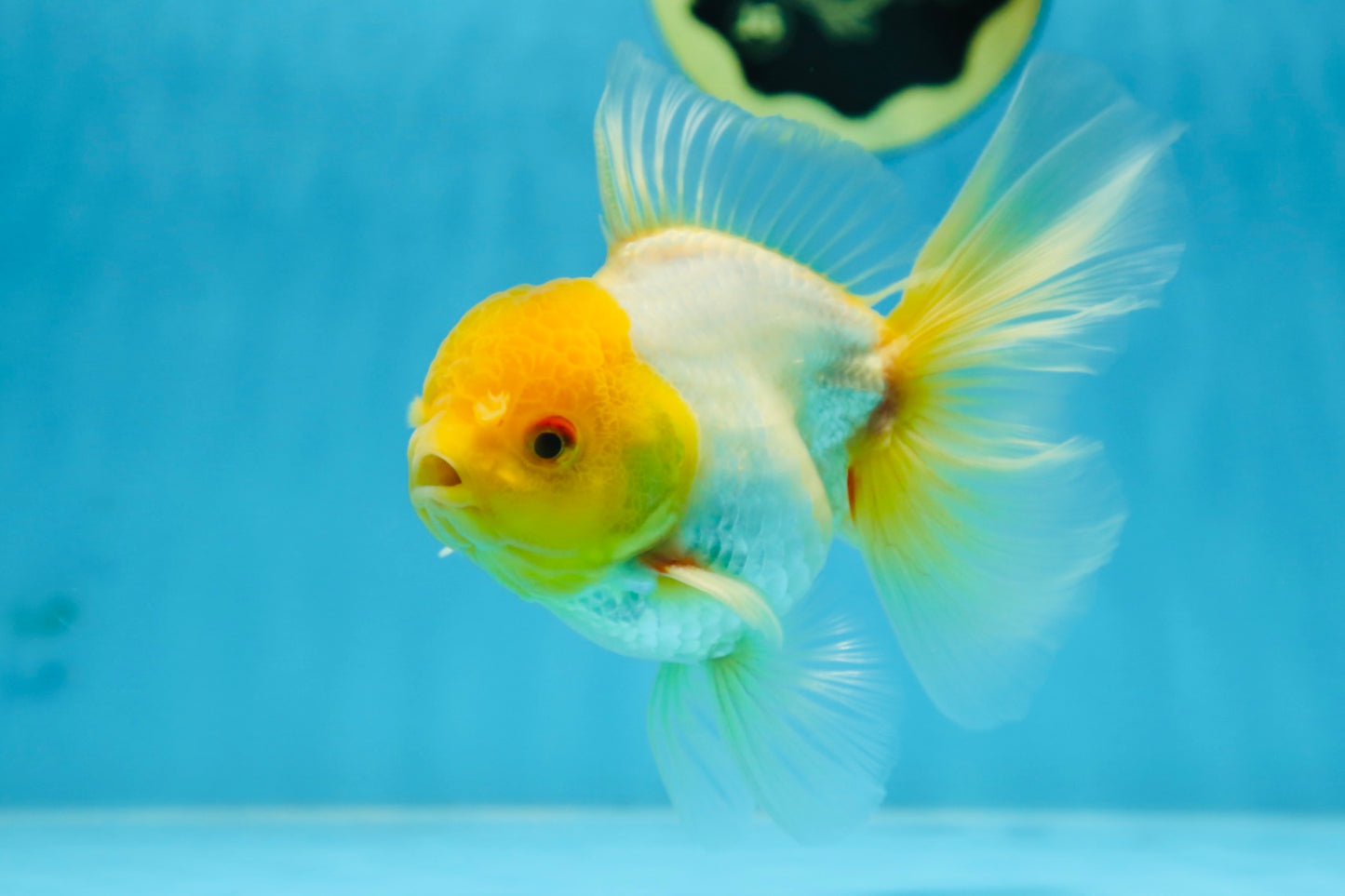 Lemonhead Oranda Male 5 inches #090525OR_17