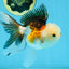 Tricolor Oranda Male 5 inches #091925OR_05