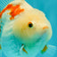 A Grade Red White Yuanbao Female 5-5.5 inches #082126YB_28