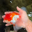 A Grade Red White Oranda Male 5.5 inches #102326OR_17