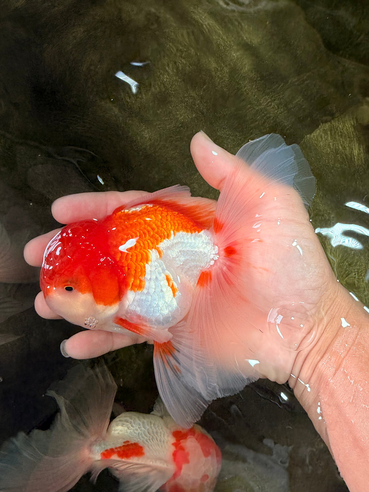 A Grade Red White Oranda Male 5.5 inches #102326OR_17