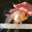 AAA Grade Panda Lemonhead Button Eyes Oranda Male 5.5 inches #110824OR_14