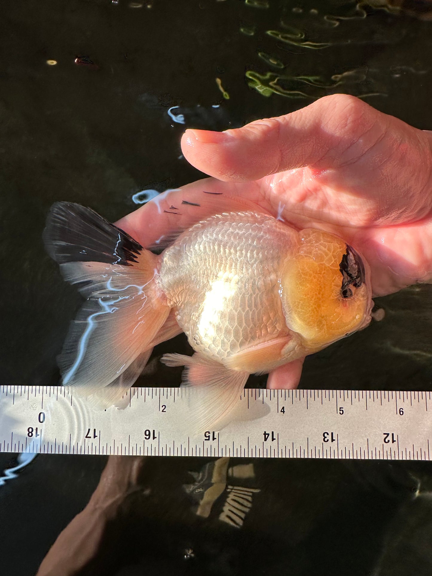 AAA Grade Panda Lemonhead Button Eyes Oranda Male 5.5 inches #110824OR_14