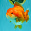 SUPER CUTE A Grade Red White Yuanbao Female 5-5.5 inches #071026YB_20