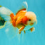 A Grade Jade Head Red White Oranda Male 5.5 inches #102326OR_07