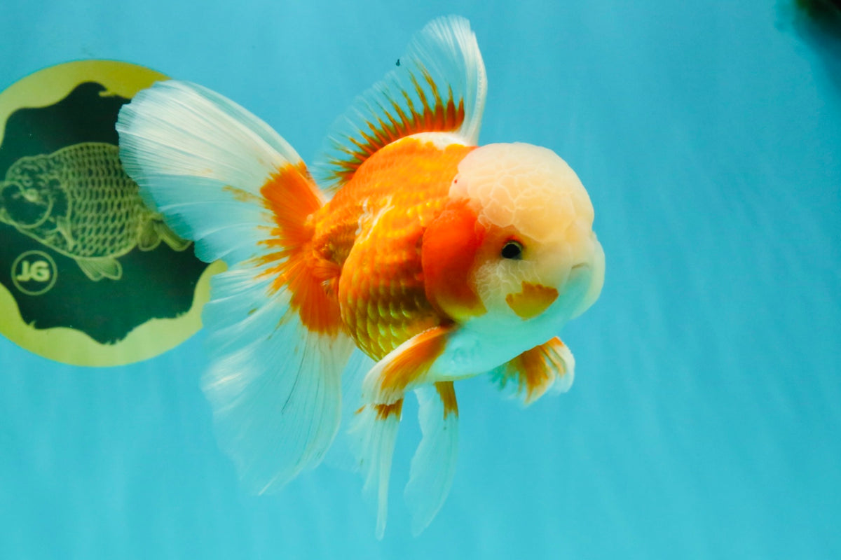 A Grade Jade Head Red White Oranda Male 5.5 inches #102326OR_07