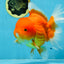 SUPER CUTE A Grade Red White Oranda Female 6.5 inches #110725OR_01
