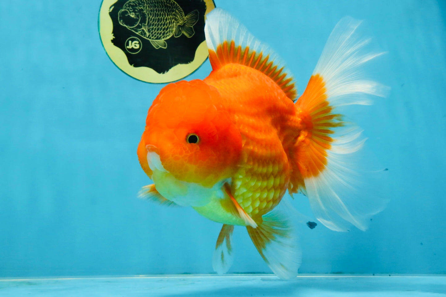 SUPER CUTE A Grade Red White Oranda Female 6.5 inches #110725OR_01