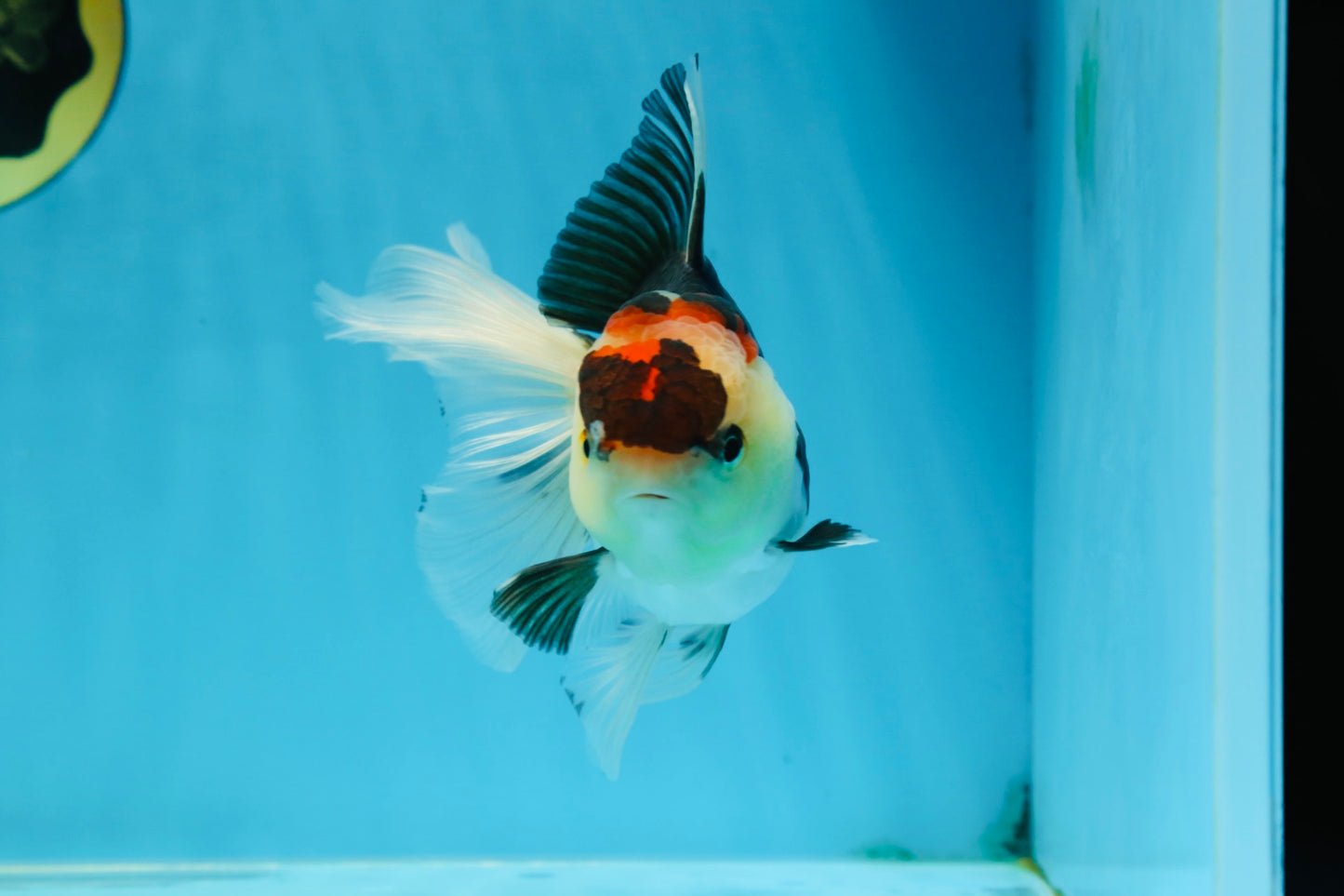 A Grade Tricolor Oranda Female 5 inches #080125OR_32