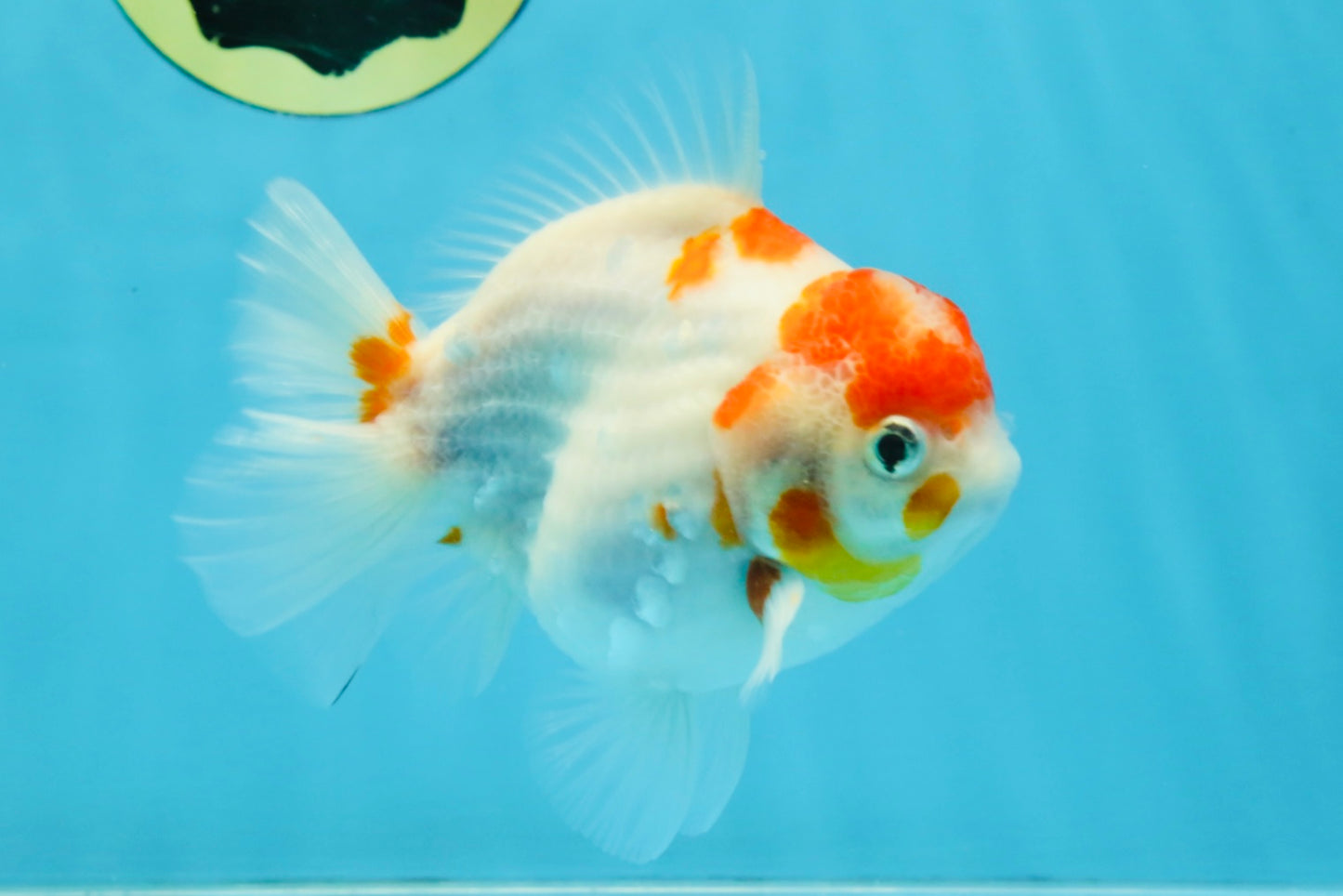 FANCY A Grade Kohaku Sakura Yuanbao Male 4.5-5 inches #112825YB_19