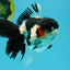 A Grade Tricolor Oranda Female 5.5 inches #022726OR_30
