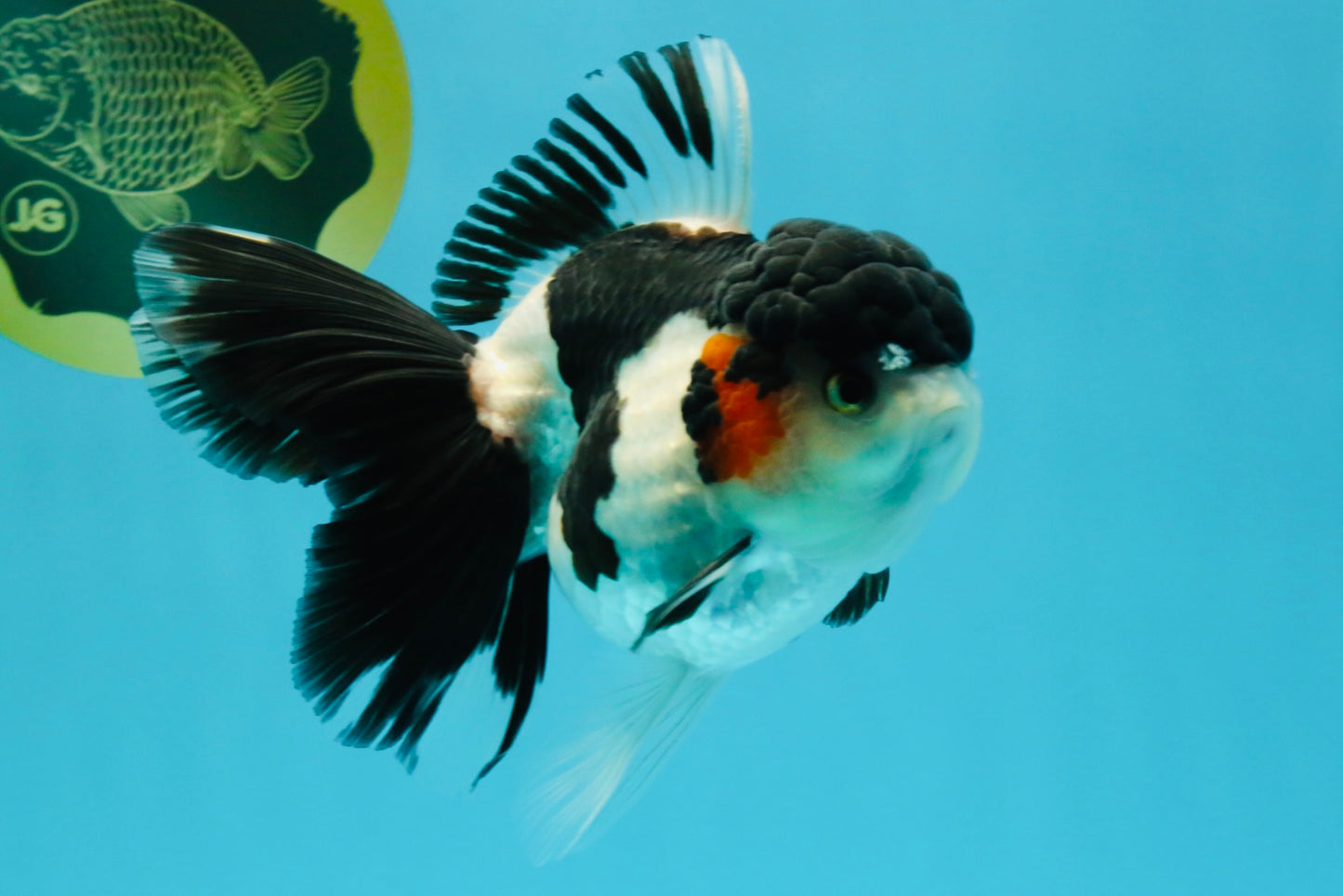A Grade Tricolor Oranda Female 5.5 inches #022726OR_30