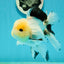 AAA Grade Lemonhead Panda Button Eyes Oranda Male 5.5 inches #112224OR_11