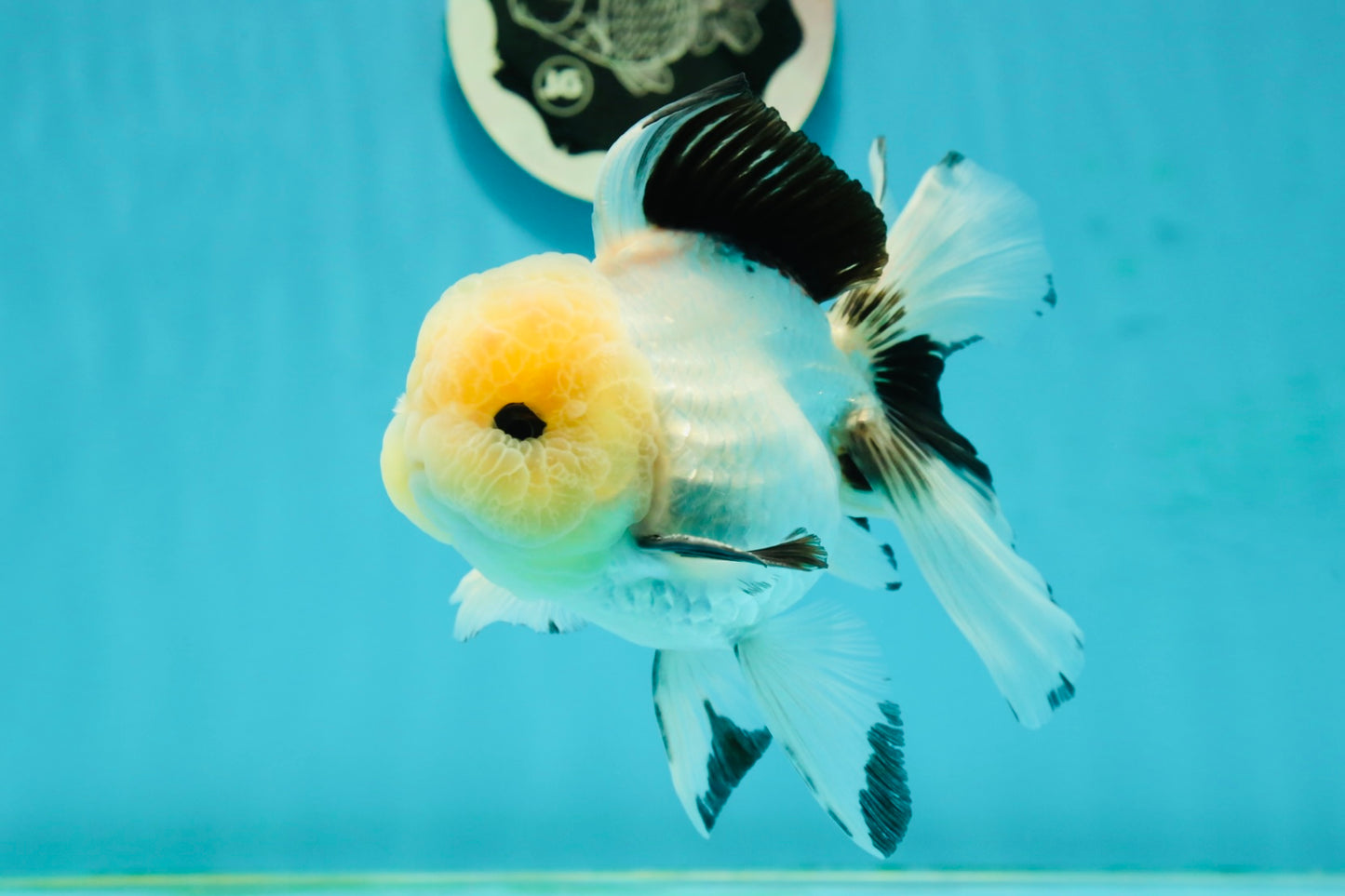 AAA Grade Lemonhead Panda Button Eyes Oranda Male 5.5 inches #112224OR_11