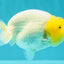 White Lionchu Female 4-4.5 Inches #100226LC_18