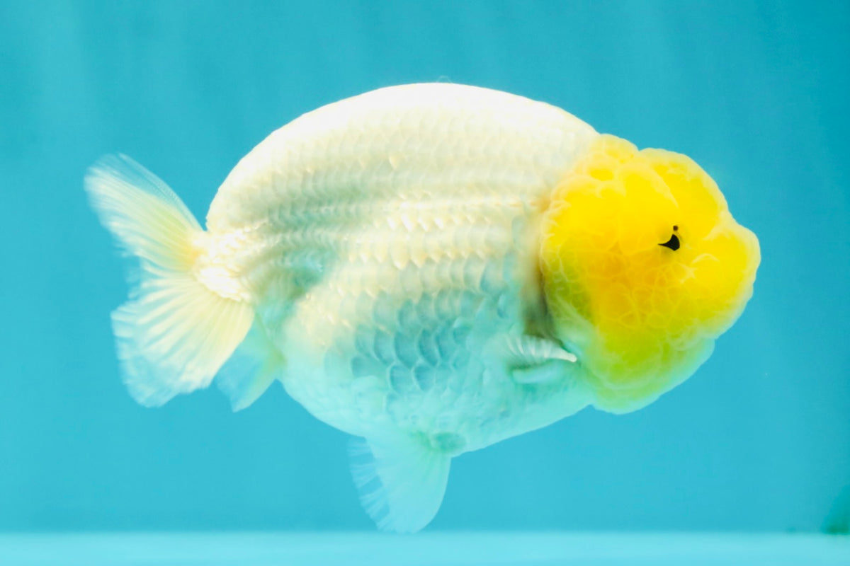 White Lionchu Female 4-4.5 Inches #100226LC_18