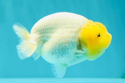 White Lionchu Female 4-4.5 Inches #100226LC_18