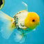 A Grade Lemonhead Oranda Male 5  inches #050925OR_43