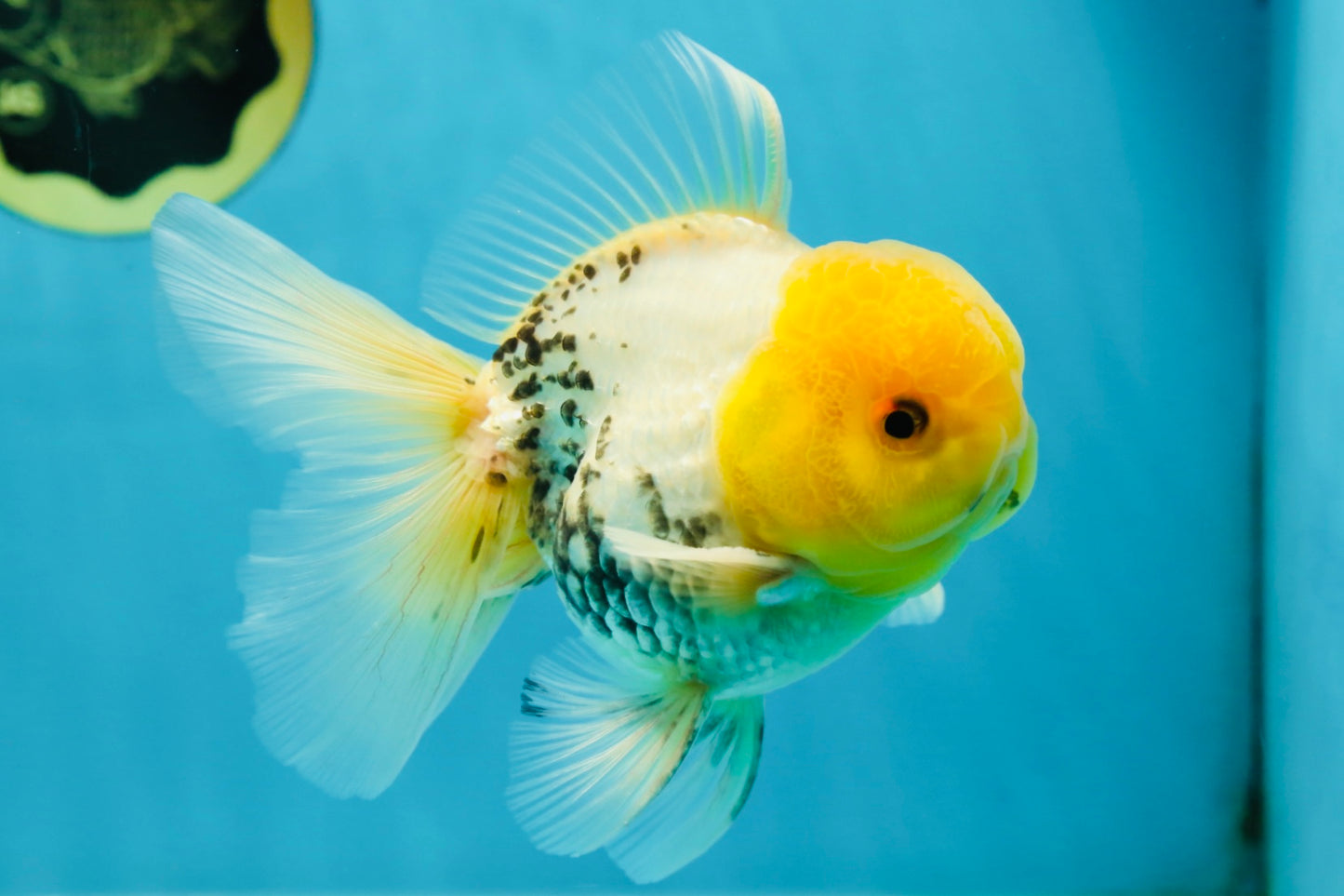 A Grade Lemonhead Oranda Male 5  inches #050925OR_43