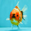 Calico Yuanbao Male 4.5-5 inches #071026YB_18