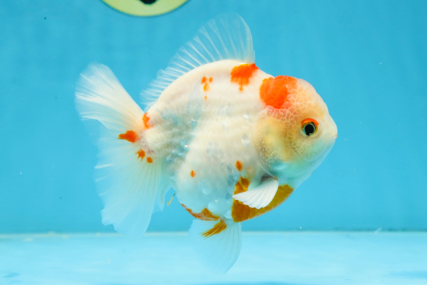 AAA Grade Sakura Kohaku Yuanbao Male 4.5 inches #101025YB_30