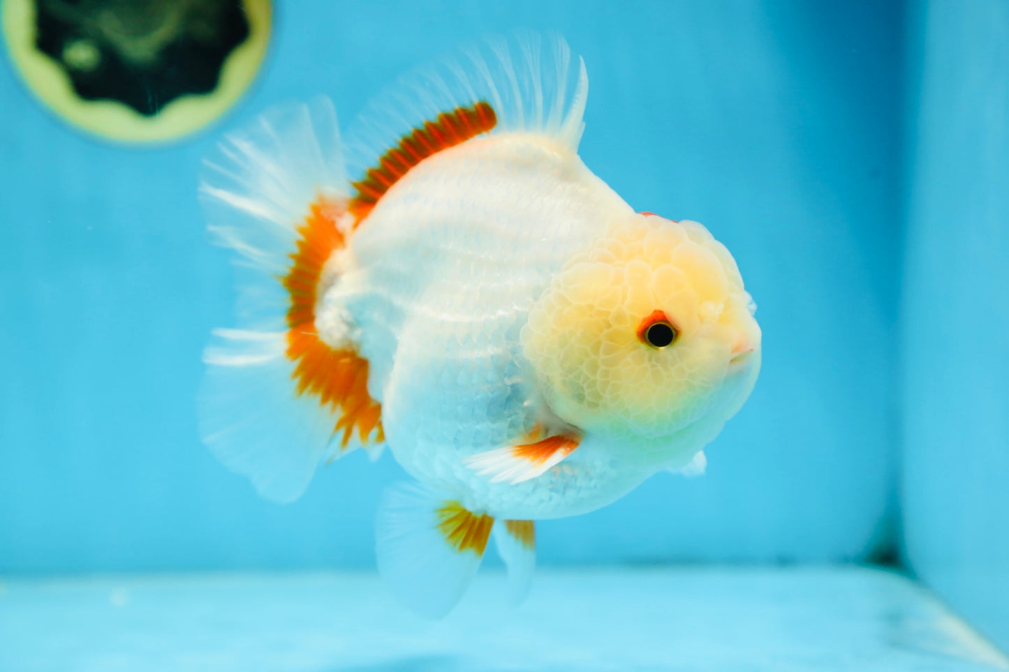 AAA Grade BEAUTIFUL Red White Yuanbao Male 5.5 inches #091225YB_02