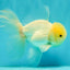 A Grade White Oranda Male 5-5.5 inches #081426OR_12