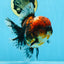 AAA Grade Godzilla Tiger Oranda Male 6 inches #080125OR_07