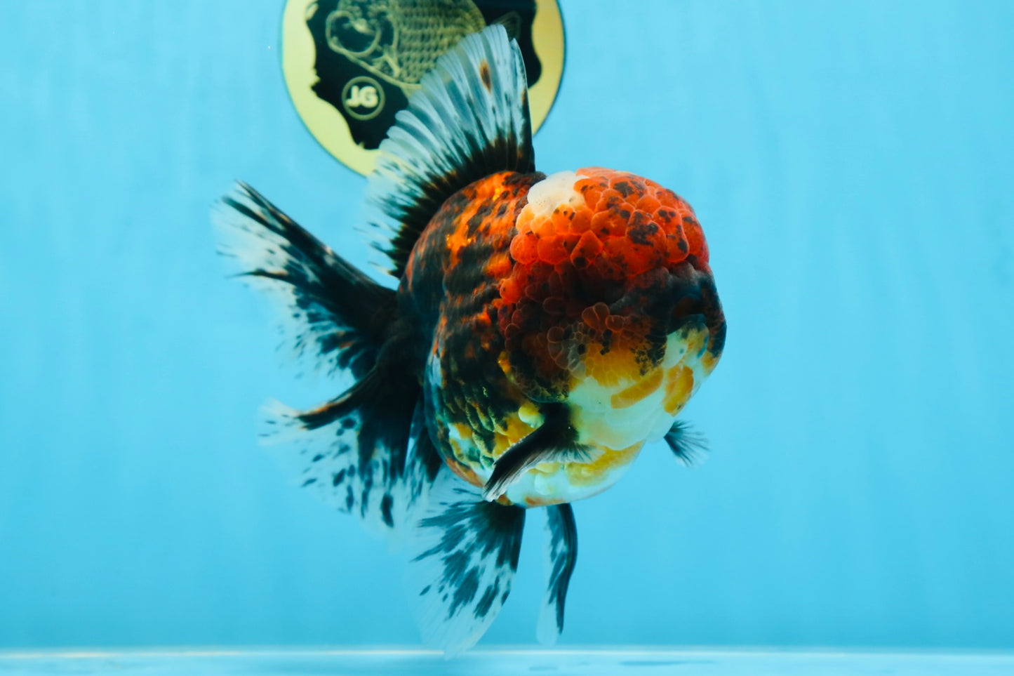 AAA Grade Godzilla Tiger Oranda Male 6 inches #080125OR_07