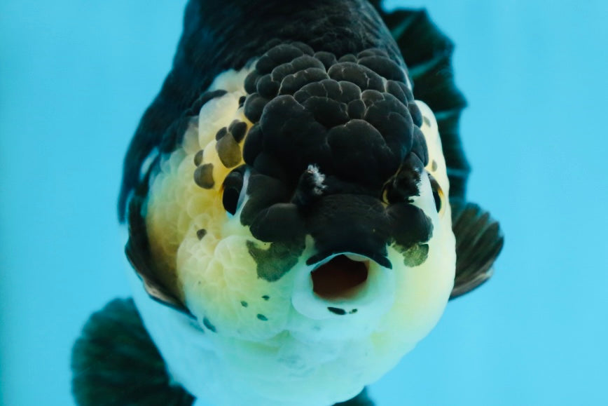 A Grade Panda Button Eyes Yuanbao 6 inches #080825YB_26