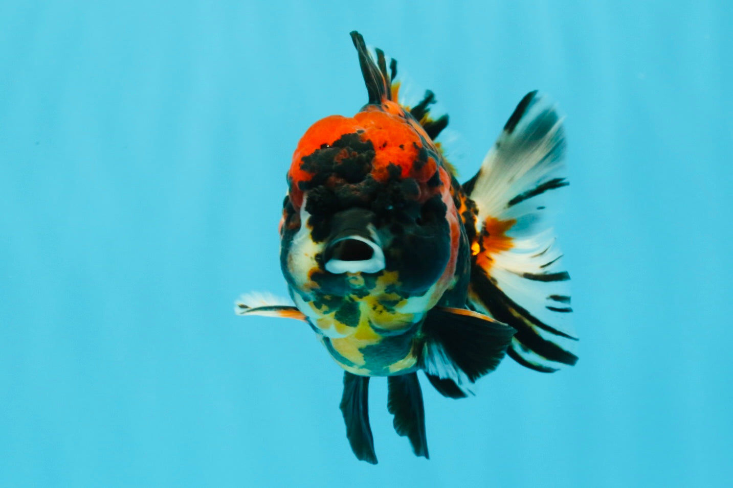 Tiger Yuanbao Male 4.5-5 inches #022726YB_06