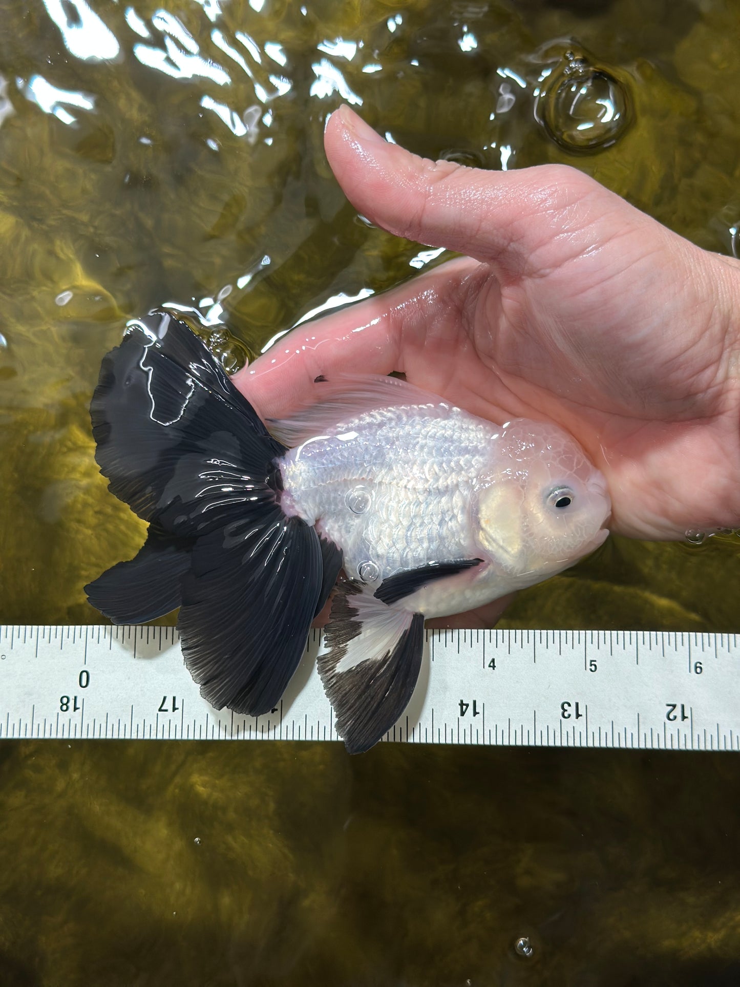 AAA Grade RARE Fluffy Fins Butterfly Tail Panda Male 5 inches #010325OR_01