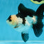 Panda Oranda Male 5 inches #081525OR_27
