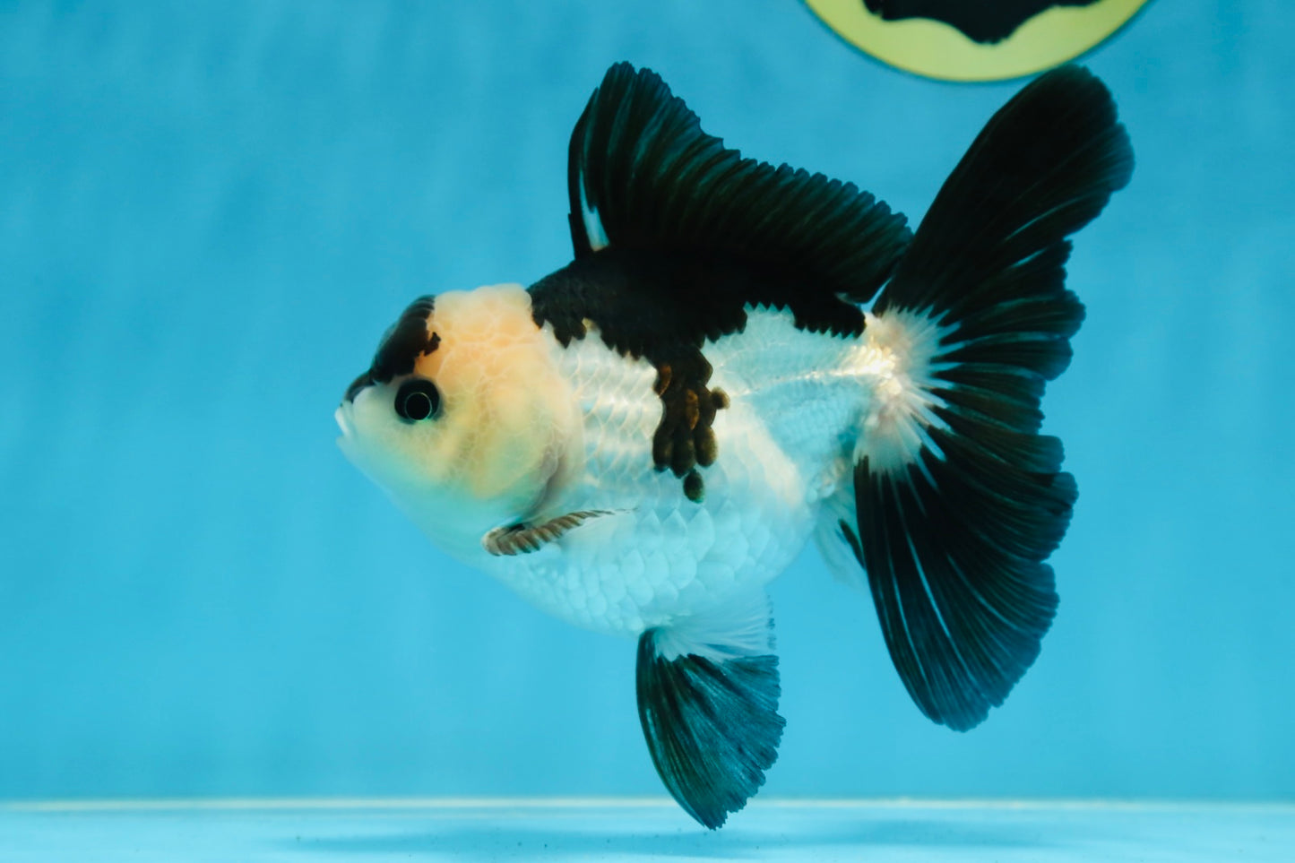 Panda Oranda Male 5 inches #081525OR_27