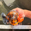 AAA Grade Super Godzilla Calico Yuanbao Female 6.5 inches #061926YB_06