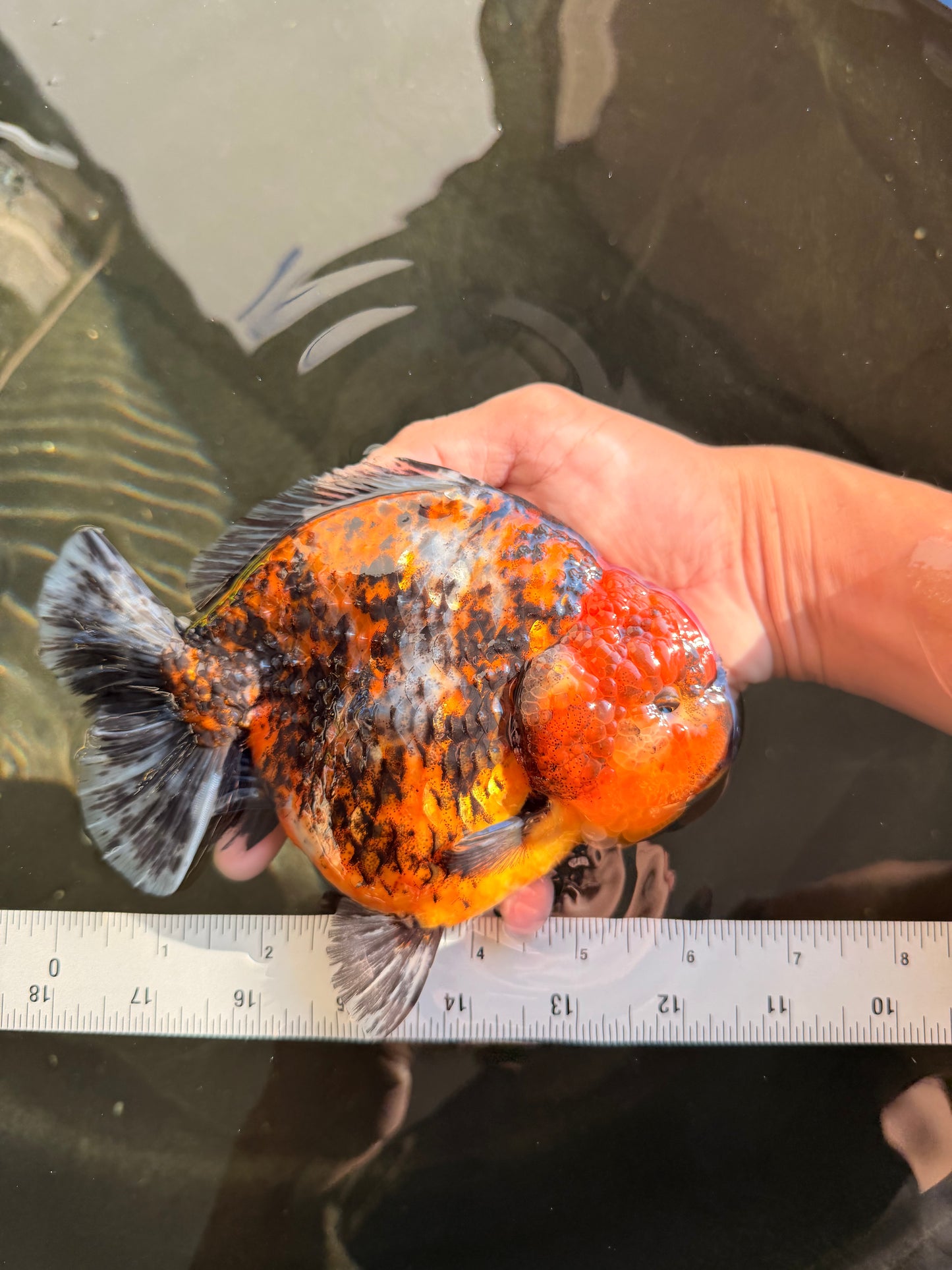 AAA Grade Super Godzilla Calico Yuanbao Female 6.5 inches #061926YB_06