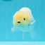 ❄️ Super Cute Snow White Lemonhead Lionchu Male 4.5 inches #0524LC_14