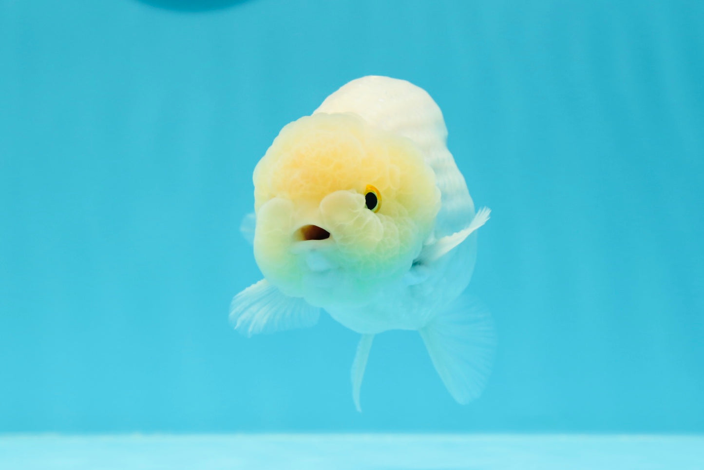 ❄️ Super Cute Snow White Lemonhead Lionchu Male 4.5 inches #0524LC_14