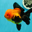 A Grade Grumpy Apache (Black Orange) Oranda Female 5 inches #110824OR_02