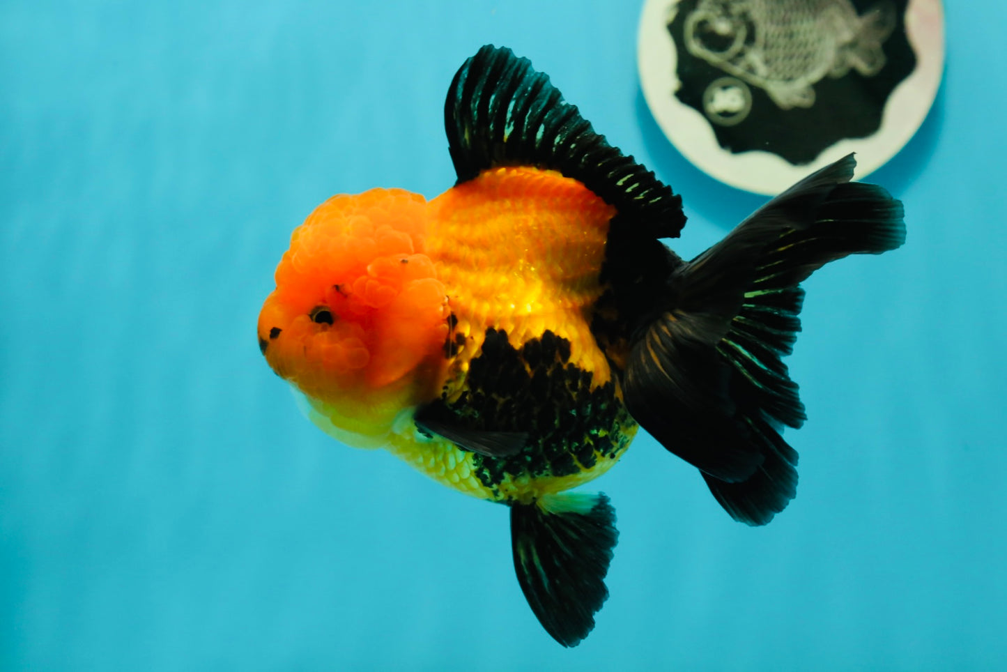 A Grade Grumpy Apache (Black Orange) Oranda Female 5 inches #110824OR_02