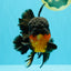 CHUNKY AAA Grade Godzilla Apache Oranda Male 6.5 inches #031326OR_02