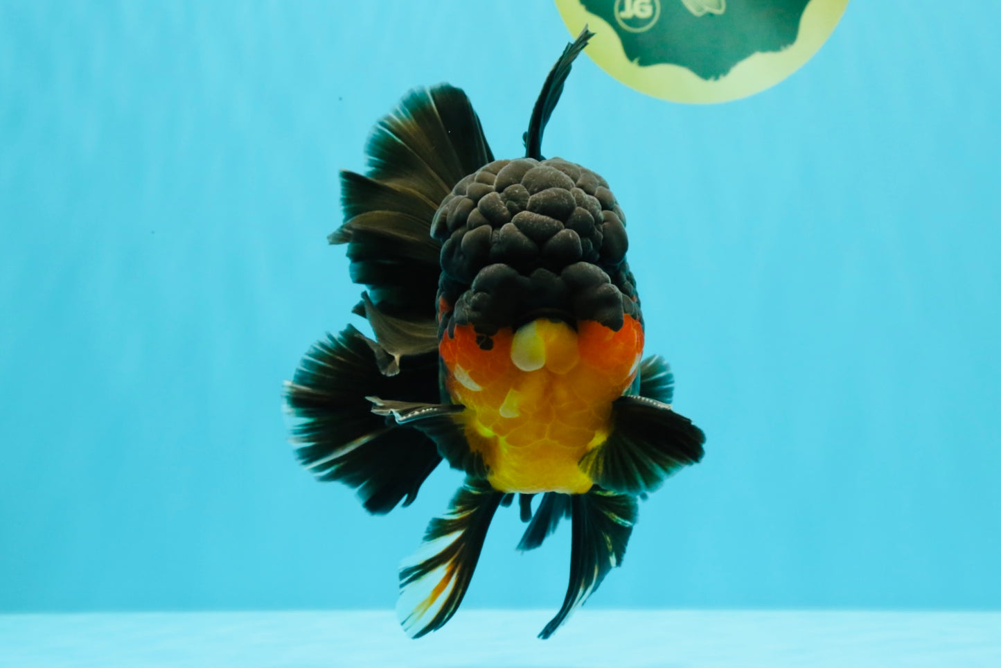 CHUNKY AAA Grade Godzilla Apache Oranda Male 6.5 inches #031326OR_02