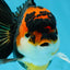 A Grade Young Tricolor Oranda Male 4.5 inches #061325_04